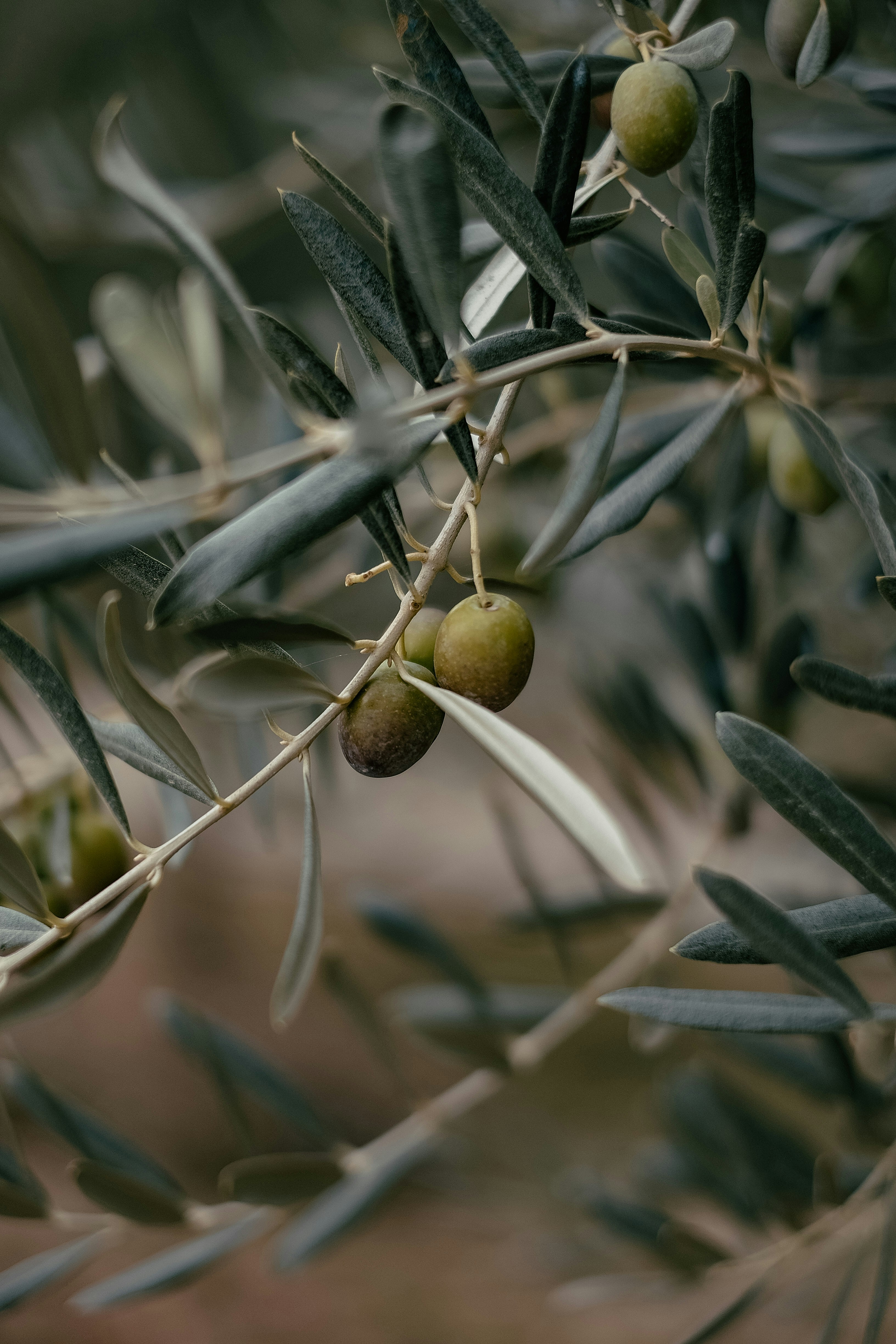 olives